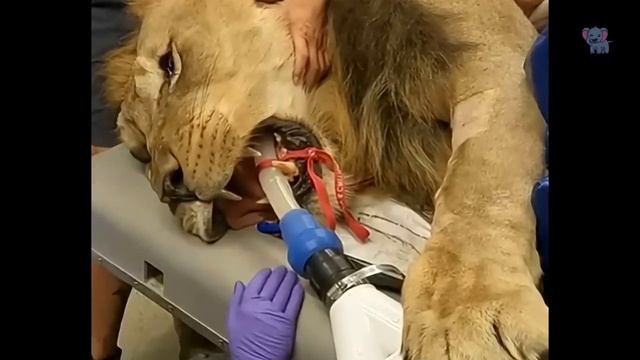 The lion was locked up for 3 years when it was rescued what it did was shocking.