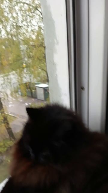 Котик на прогулки