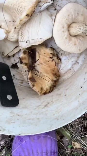 Отрывок из нового влога выбрались в лес за грибами