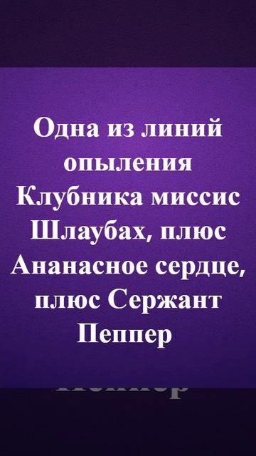 Томат Ананасный сержант румяный