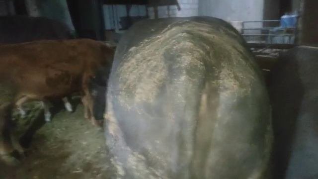 ангус бык