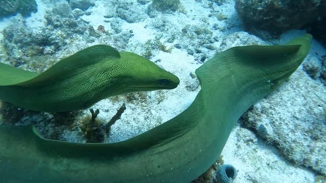 EEL BITES HIS BUDDY!