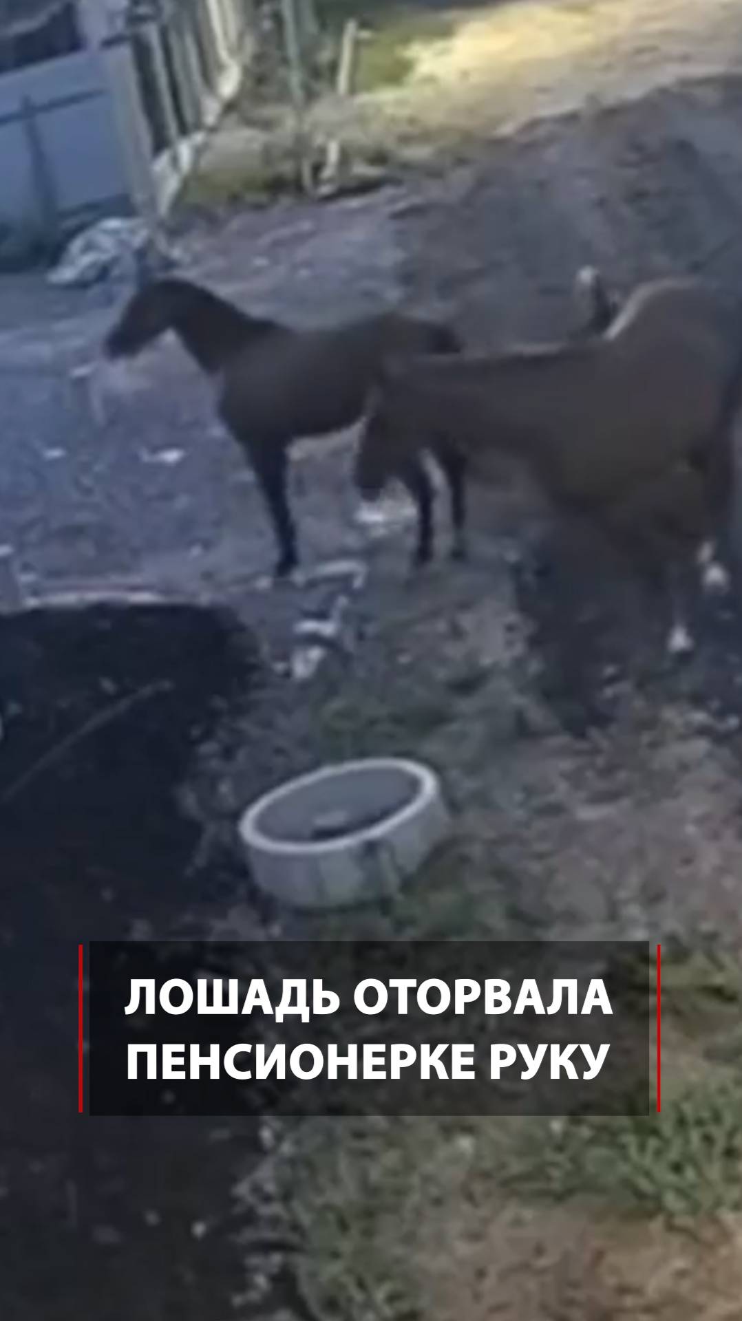 Лошадь оторвала пенсионерке руку