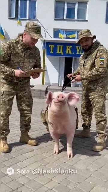  В рядах ВСУ пополнение в ход пошли боевые свиньи