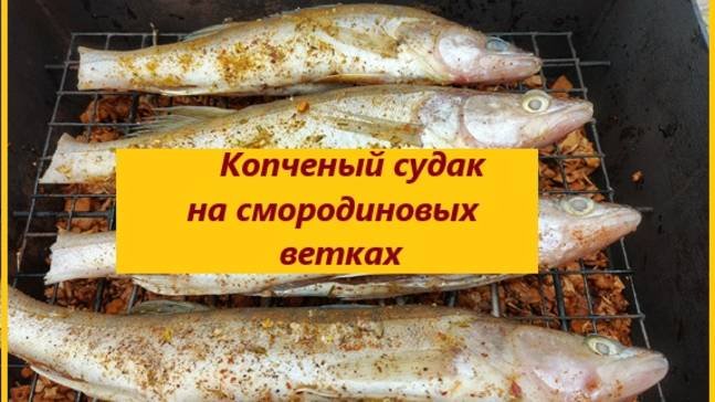 Судак копченый со специями на углях - посмотрите какая рыба водится в Каме!