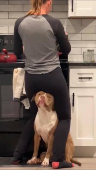 Подборка танцующих пёселей 😂 #dog #funny #shorts