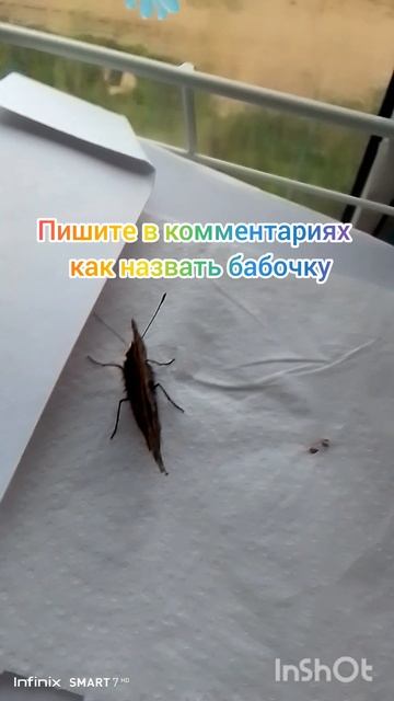 бабочка бабочка бабочка моя
