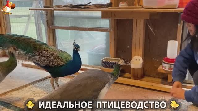 Идеальное птицеводство достойно восхищения 🐓🦆🦢🦚🦃🐔 эпизод (368)