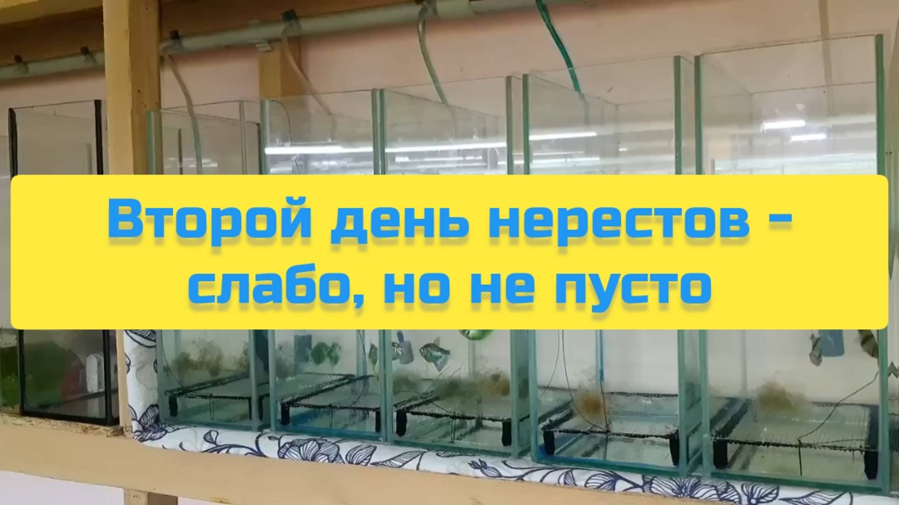 ВТОРОЙ ДЕНЬ НЕРЕСТОВ - СЛАБО, НО НЕ ПУСТО