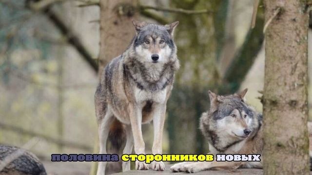 Возвращение волков в Данию вызвало ожесточенные споры