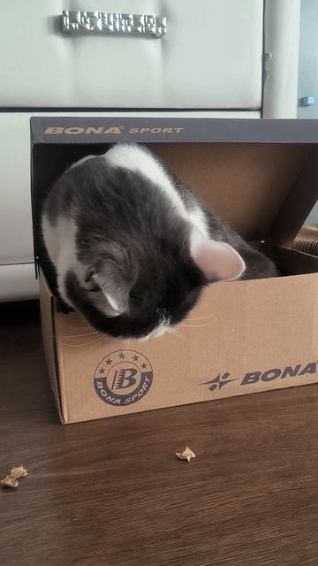 Дизель и коробка 📦