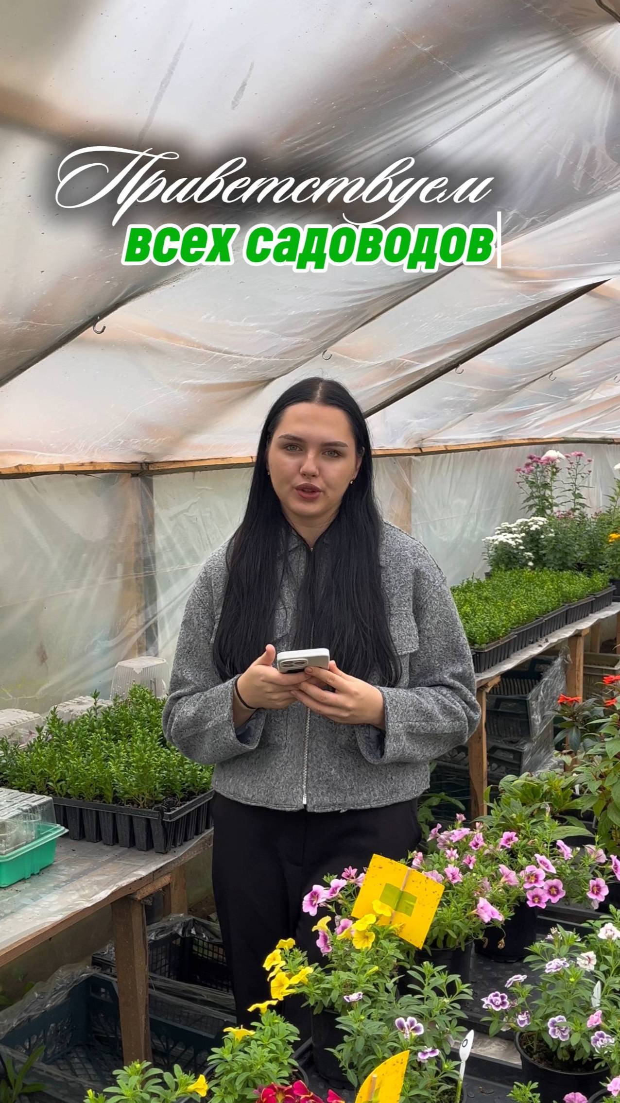 Черенки почтой. Аморе Верде