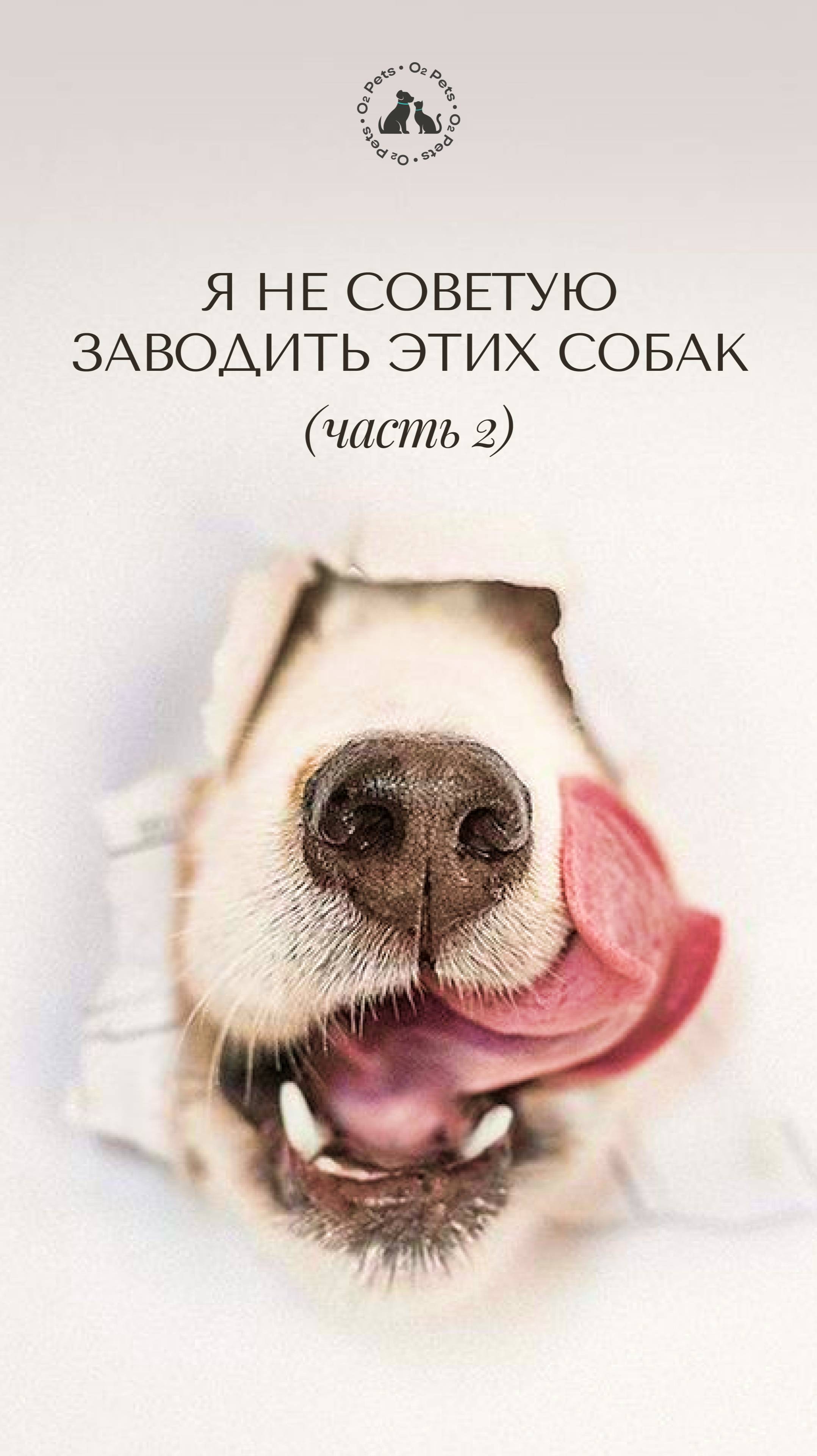 Я не советую заводить этих собак. Часть 2