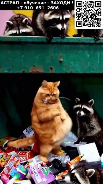 Котики. Танец Рыжика. Позитив. Юмор. Нейросеть. ИИ #котики #рыжик #настроение #юмор #позитив