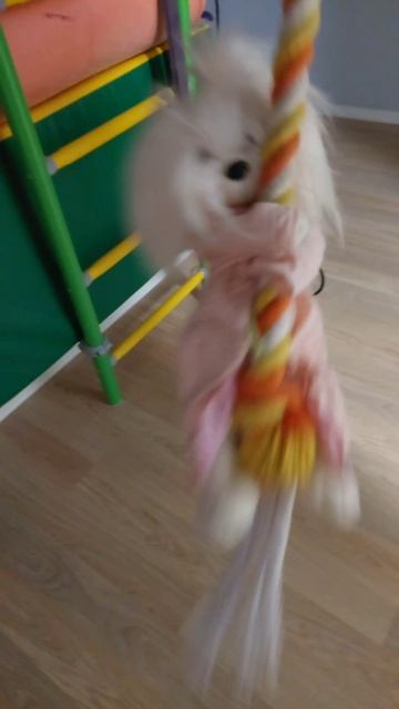 VID-20251012-WA0008