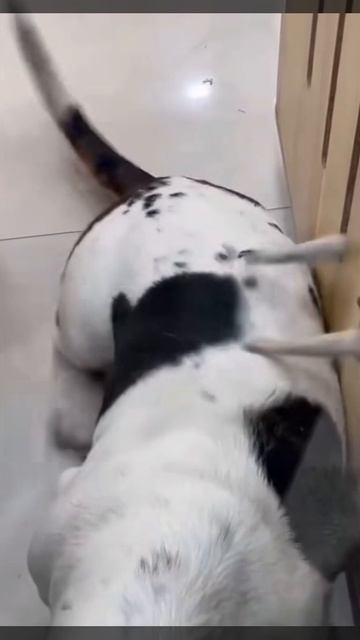 Шаловливые лапки😂