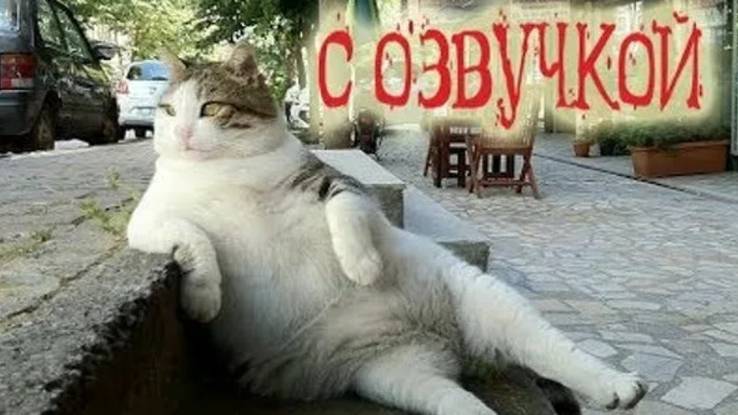 Приколы с котами. САМЫЕ СМЕШНЫЕ ЖИВОТНЫЕ С ОЗВУЧКОЙ.