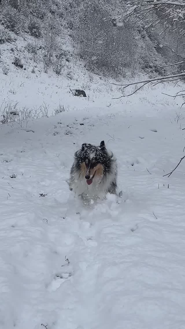 Чоя Снеговикова))🐶☃️😜