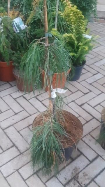 ❤🌲Сосна пендула Ангел Фоллс
✔Продажа растений в телеграм канале:
Https://t.me/love_is_hvoiny_dvorik