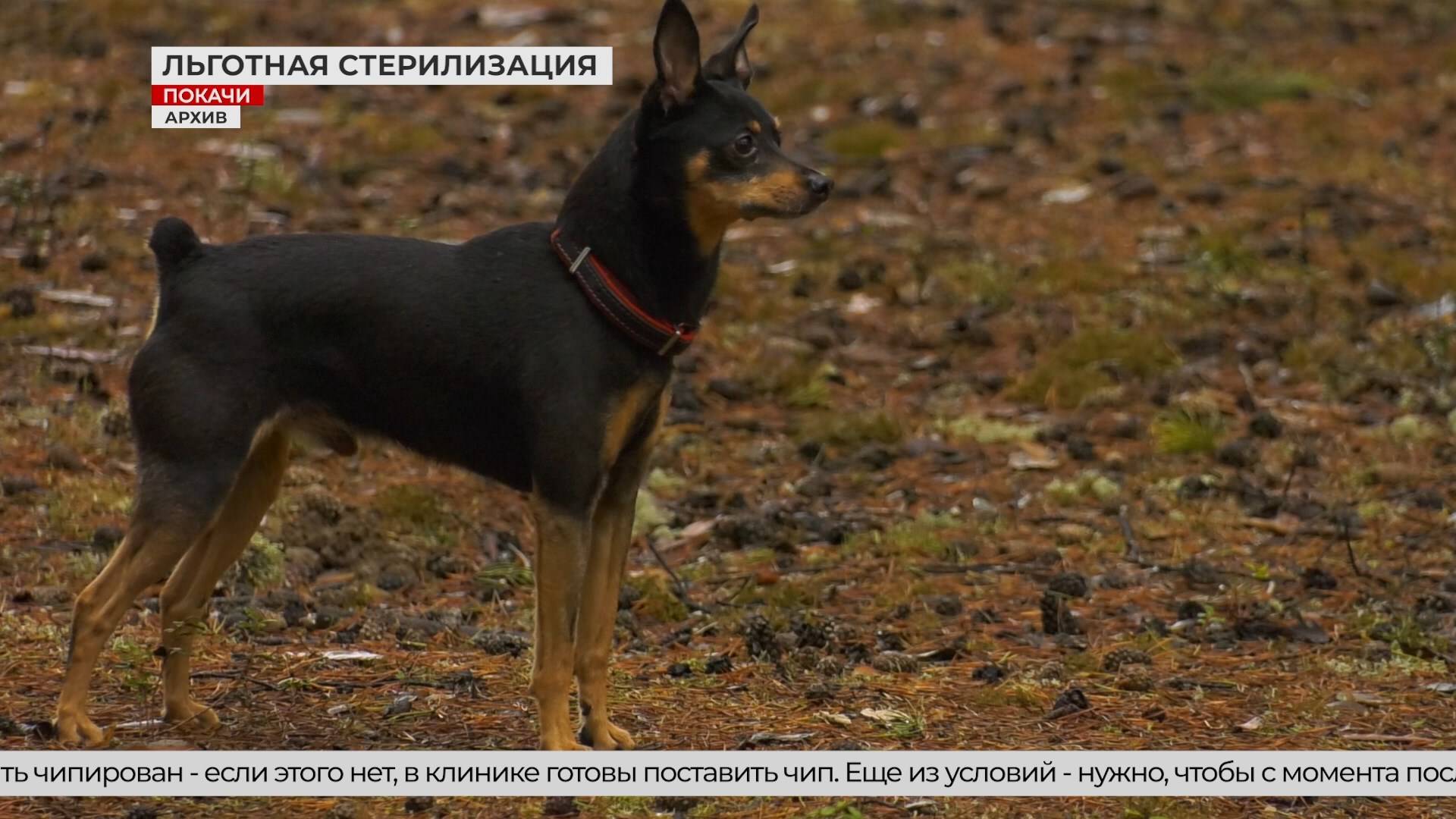 В Покачах можно бесплатно стерилизовать домашних животных