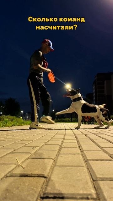 Вечернее занятие. #shorts #amstaff #life #dog