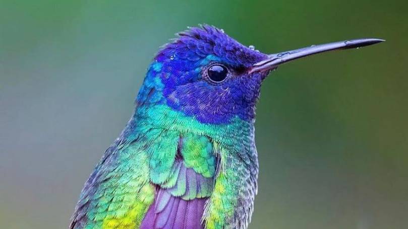 Hummingbird