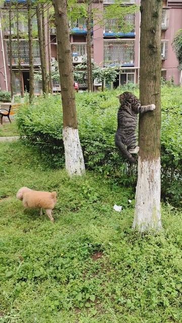 Да где этот кот
