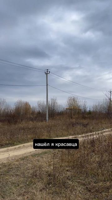 Трудности прогулки с вороном…