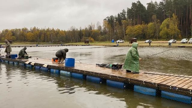 Ежедневный запуск форели