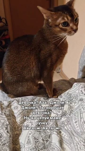 Абиссинка Джоли снова у меня от рук отбилась  Кусает рукикоторые её КОРМЯТ! котики юмор к