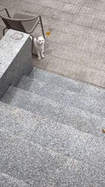 котики