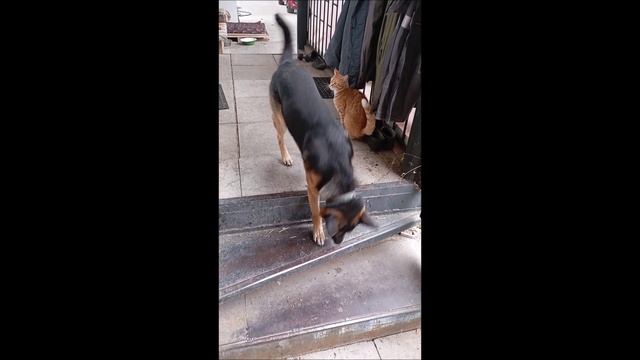 Собака. Кот. Том и коты