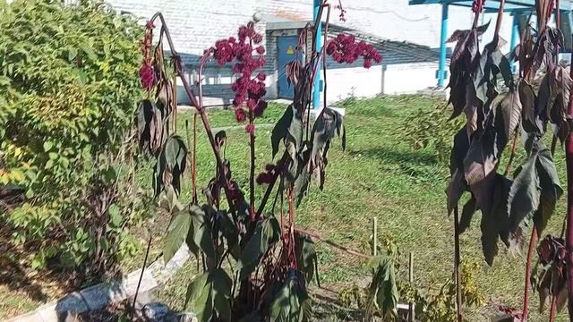 Клещевина Первые Морозы