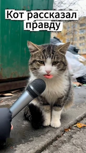 Кот рассказал причину #юмор