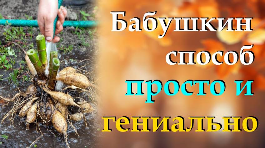 Лучший способ хранения георгинов. Просто и гениально, рассказываю свой секрет