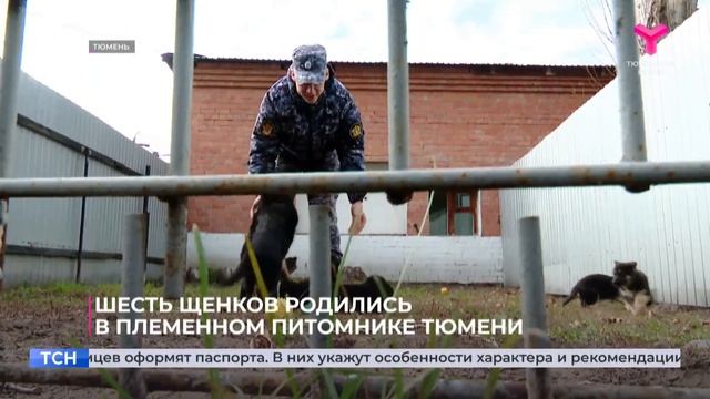 О племенном питомнике УФСИН России по Тюменской области