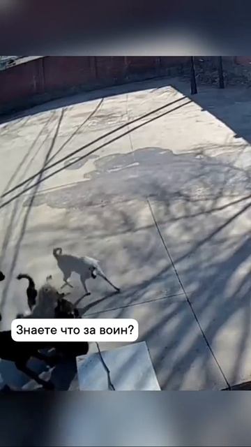 Смотрящий за приютом