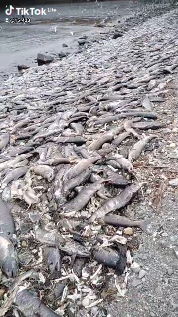 Народное достояние острова Итуруп ООО""Континент" речка Саратовка