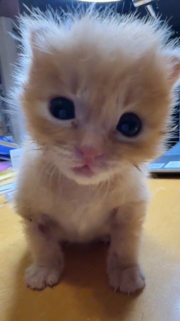 На тебя смотрит котик