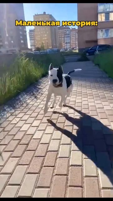 История нашей дружбы с Тао. #shorts #amstaff #life