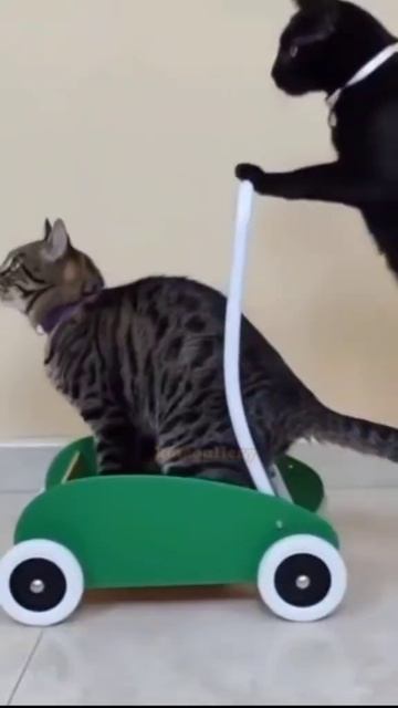 Поехали😺👍🤗