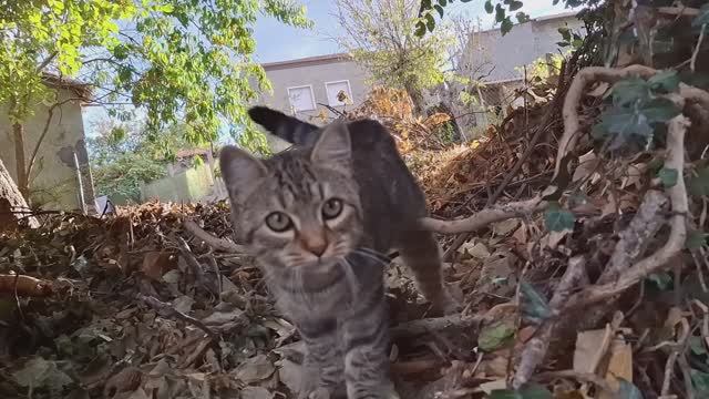 Кошка Катюша, охотница на мусараний!  Помогает собирать орехи