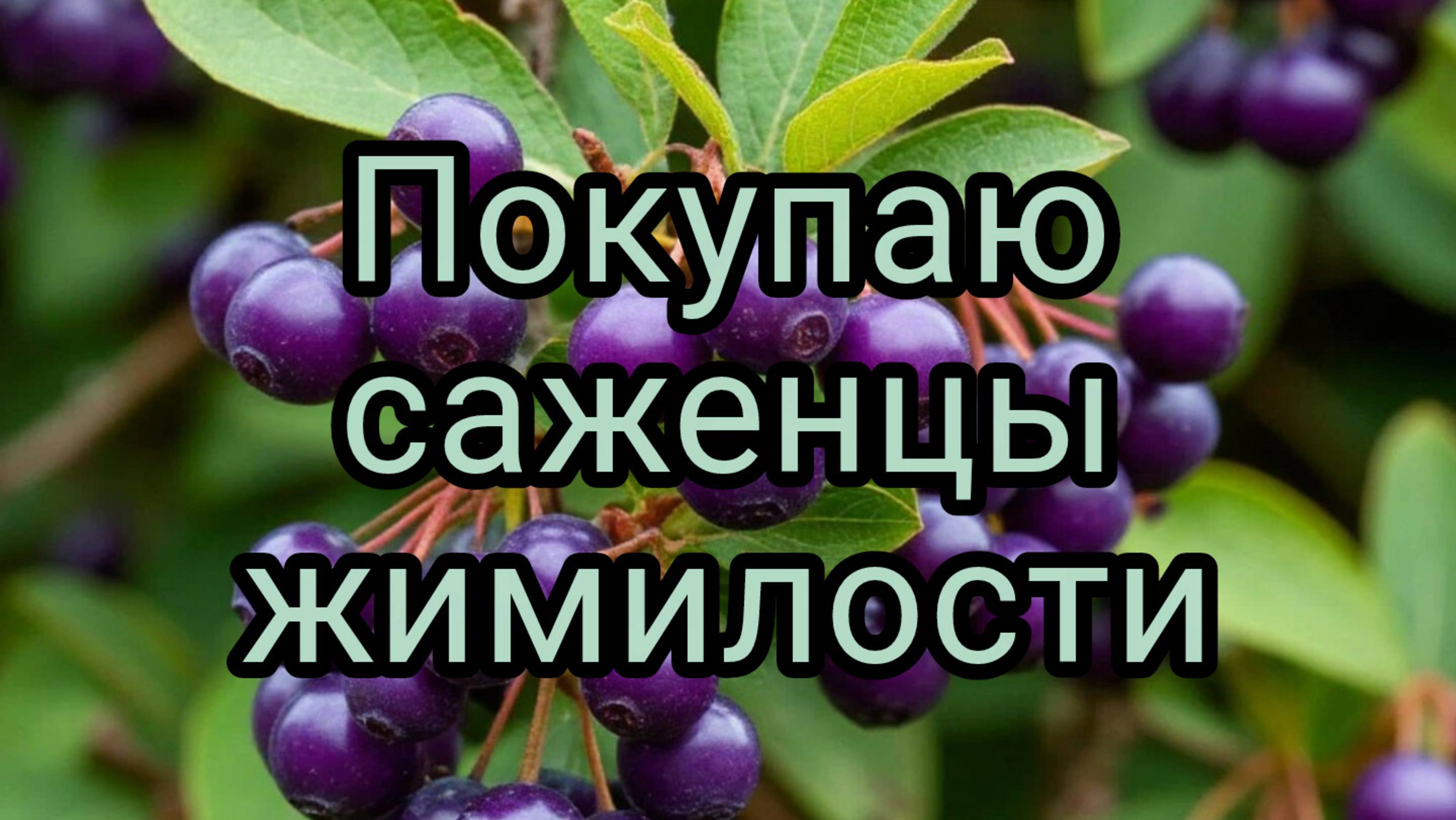 Купить саженцы жимолости