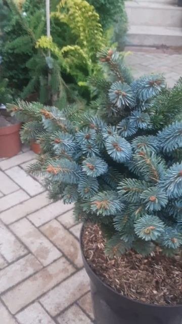 ❤🌲Ель Зильбпрцверг Ситхинская
✔Продажа растений в телеграм канале:
Https://t.me/love_is_hvoiny_dvori
