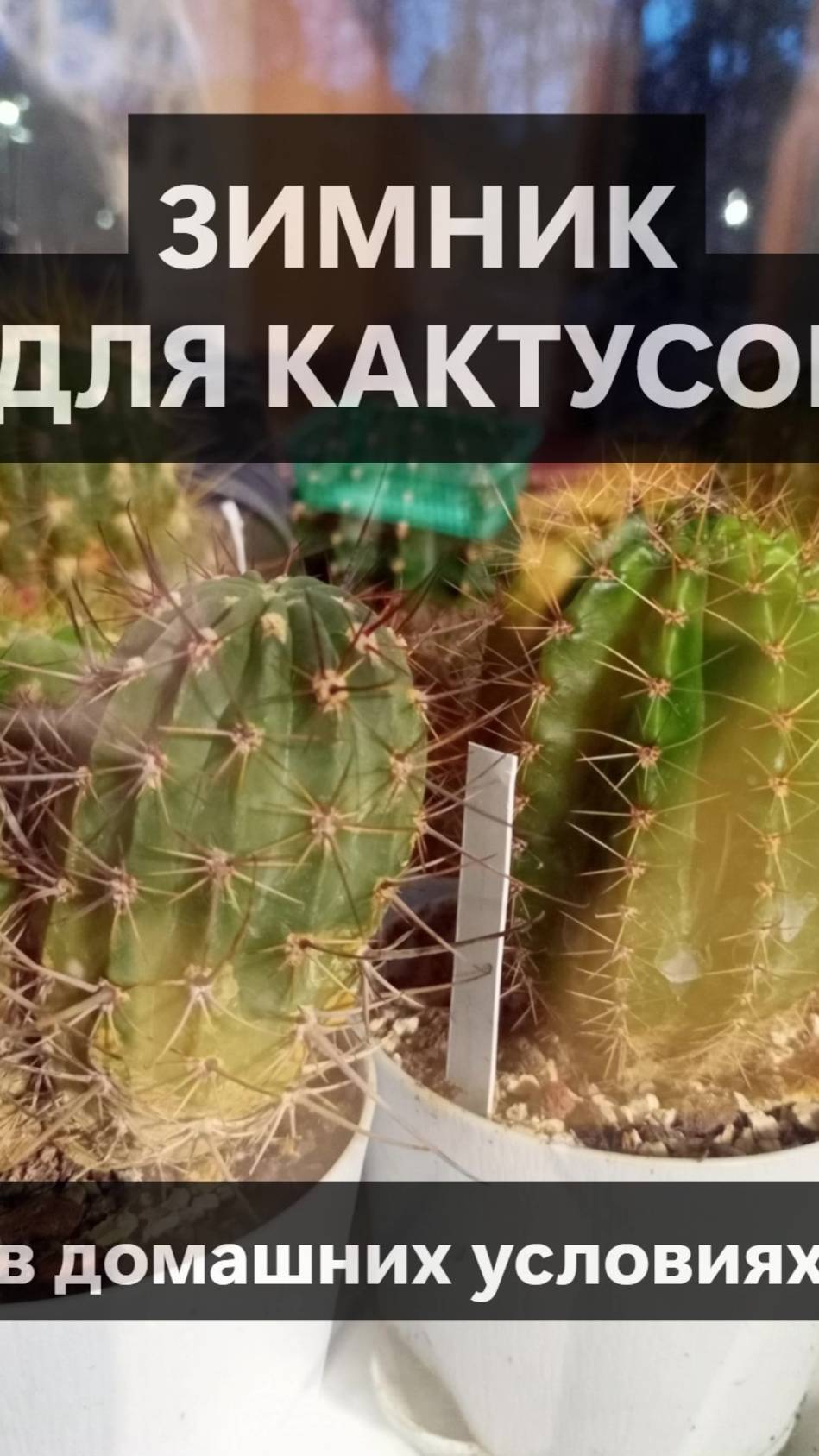 Зимник для кактусов
