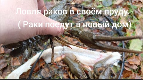 Ловля раков в своём пруду и новый дом для раков