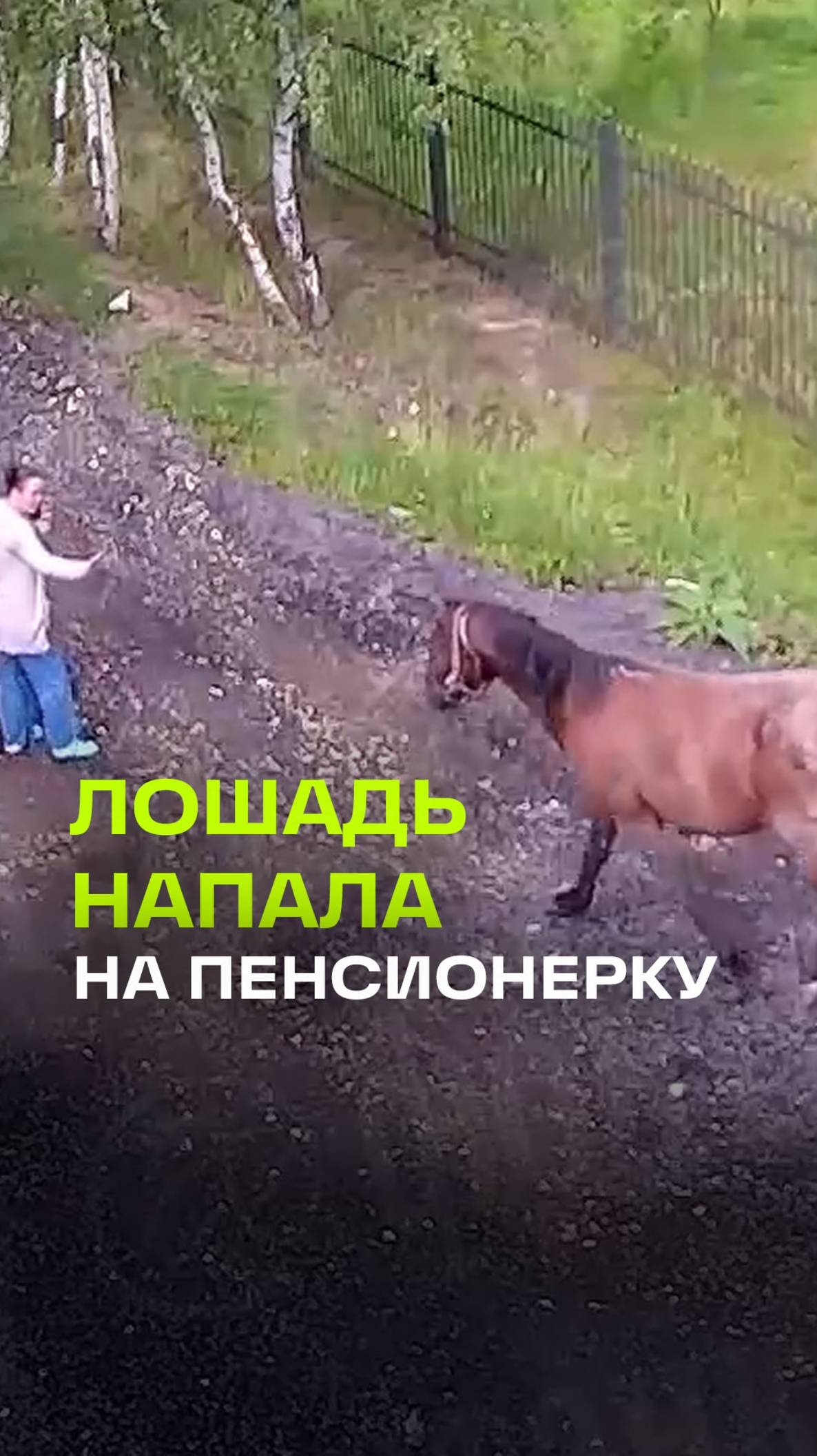 Жестокое нападение лошади на пенсионерку в Ленобласти