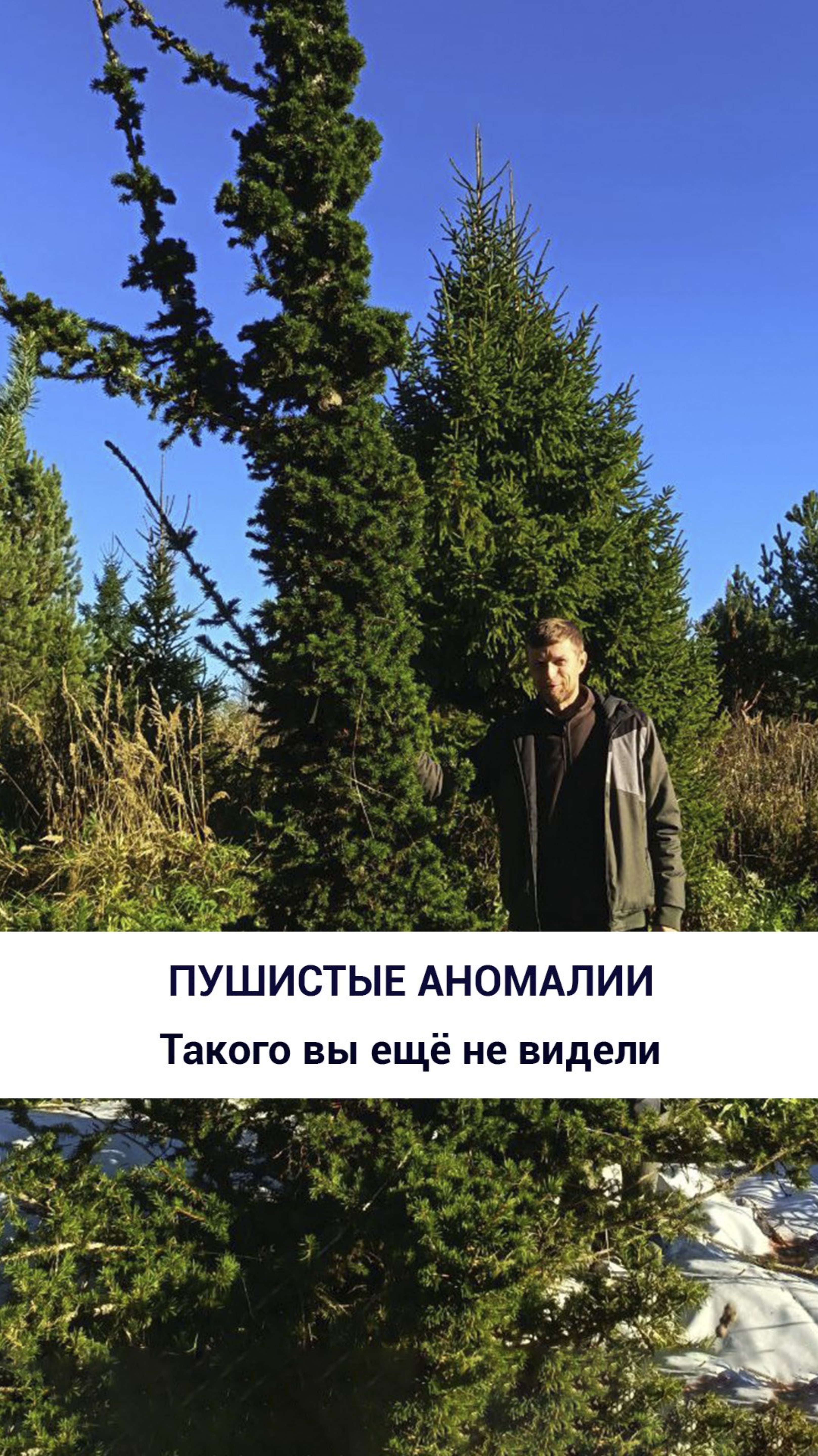 Пушистые аномалии: такого вы ещё не видели!