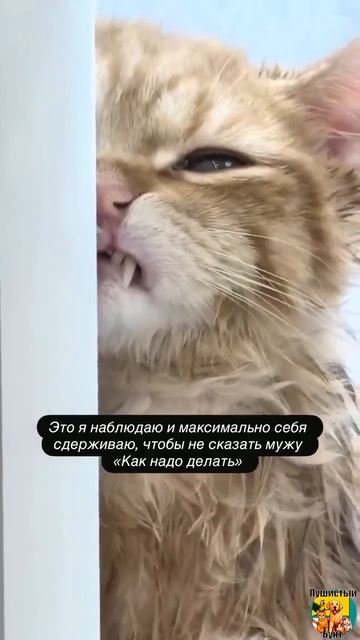 Клип @meowtaverse