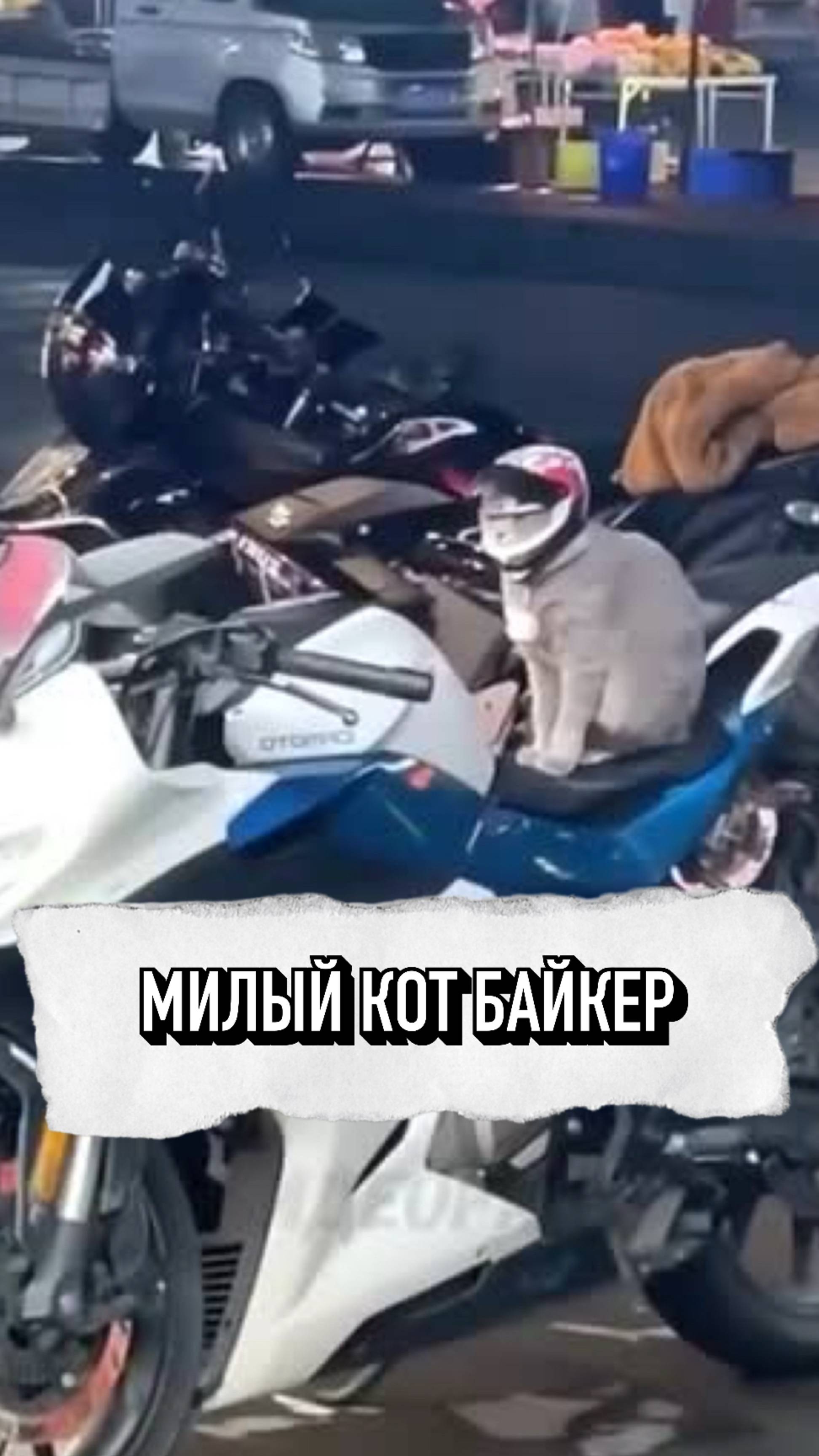 Очень Милый Кот Байкер❤️ #shorts